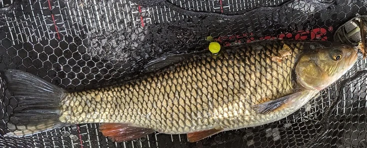 FishingCat Kukuřice + Med 8mm 35ml Pop-Up Boilies