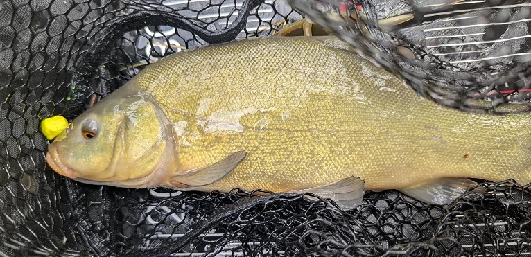 FishingCat Kukuřice + Med 8mm 35ml Pop-Up Boilies